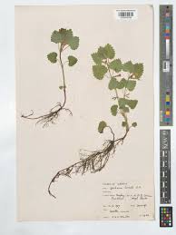 Image result for Glechoma