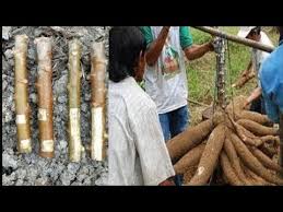 Karena cara menanam yang salah bisa membuat hasil panen anda tidak maksimal atau bahkan gagal, meskipun anda sudah menggunakan bibit ubi terbaik. Penemuan Terbaru Cara Tanam Singkong Agar Berbuah Berisi Banyak 40 50 Kg Perpohon Youtube
