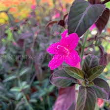 Image result for Ruellia makoyana