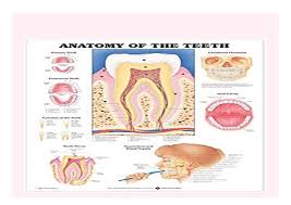 Paperback Anatomy Of The Teeth Anatomical Chart Book