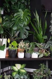 4.5 out of 5 stars 356. How To Use Grow Lights For Houseplants To Help Them Thrive