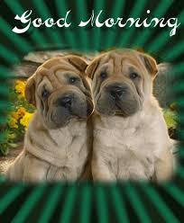 Nutraxscapes Dogs Pets Dentalchews Dogfood Organic Pet Good Morning Gif Animation Good Morning Animation Cute Good Morning