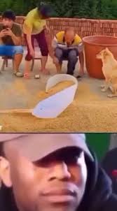 reel #amazing #king #lion