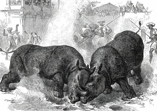 Prints of Exhibition of Rhinoceros-Fighting at Baroda, 1876. Creator: Unknown