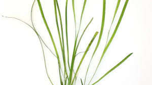 Image result for Vallisneria spiralis