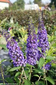 Image result for Komule empire blue