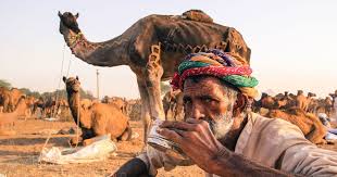 In 2014, camels (camelus dromedaries) have been declared as the state animal (livestock) of rajasthan supporting about 85 per cent of india's camel population. After Cows Camels Herders Say New Animal Market Rules Will Drive The Animal To Extinction