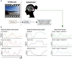 Maybe you would like to learn more about one of these? Frontiers Naturalistic Stimuli In Affective Neuroimaging A Review Human Neuroscience