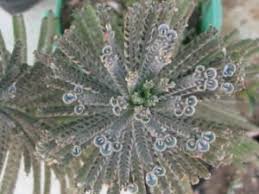 Image result for Bryophyllum tubiflorum