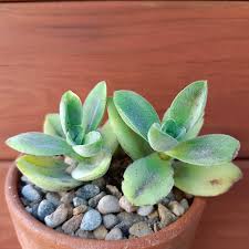 Image result for Crassula globularioides