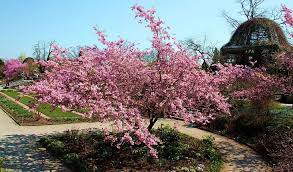 Prunus Sargentii Japanese Cherry Tree Shrubs Trees And Shrubs