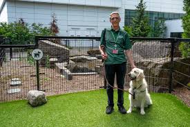 Image result for invalid dog wheelset