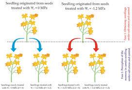 Image result for Xerophyta scabrida