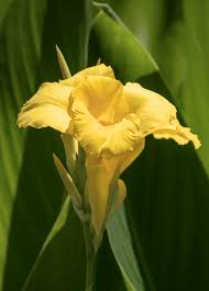 Image result for Canna sp. (cf. flaccida)