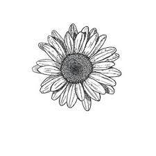 See black and white flowers stock video clips. Drawing Line Drawing Flower Wallpaper
