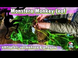 Monstera Monkey Leaf Monstera Umtopfen Vermehren Pflegen Monkey Leaf Ableger Youtube Ableger Monstera Zimmerpflanzen
