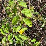 Image result for Grewia holstii