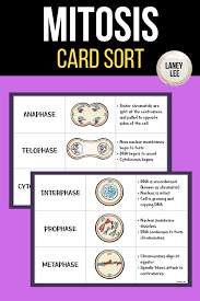 Mitosis And The Cell Cycle Card Sort Mitosis Cell Cycle Sorting Cards