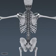 Human Skeleton Anatomy 3d Model Cgstudio Human Skeleton Anatomy Human Skeleton Skeleton Anatomy