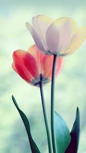 Preto Branco Red Foto Mana Vietne Flowers Photography Wallpaper Flowers Photography Flower Wallpaper