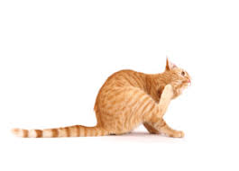 Kedi Piresi Nasil Yok Edilir