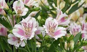Plant Finder Peruvian Lilies Alstroemeria Lily Plants