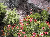 See more ideas about xeriscape, plants, xeriscape plants. Xeriscaping Perennials And Annual Flowers 7 231 Extension