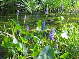 Image result for Pontederia