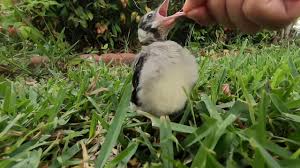 Feeding A Baby Blue Jay Youtube