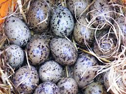 As cayni eggs grow, the fluff around them grows longer and more curly until it becomes a very dense protective layer. Gulls Eggs Egg Seagull Free Photo On Pixabay