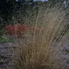Image result for Deschampsia cespitosa