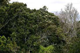 Image result for Nuxia congesta