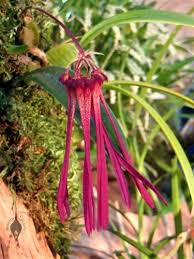 Image result for Bulbophyllum humblotii