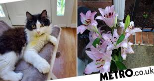 The email you just opened, or link you just clicked, was not sent by feedblitz. Woman S Warning To Pet Owners As Cat Nearly Dies Playing With Lilies Metro News