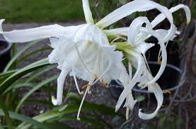 Image result for Ismene narcissiflora