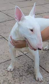 Dogs Looking For Homes Bull Terrier English Bull Terriers Pitbull Terrier