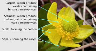 Called stamens, these reproductive organs are made up of two parts: Plant Reproductive Morphology Wikipedia
