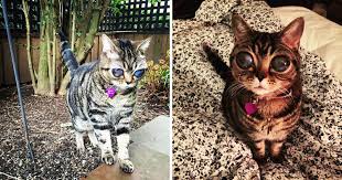 Biggest cat in the world. This Cat Has The Biggest Eyes I Have Ever Seen 11 Photos Twistedsifter