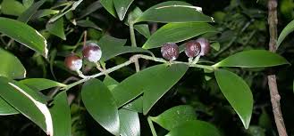 Image result for Nageia nagi