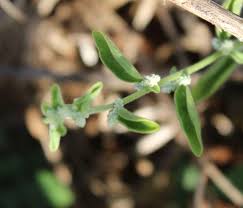 Image result for Aerva leucura