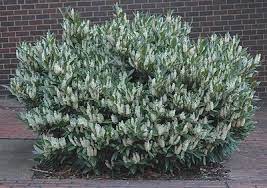We did not find results for: Prunus Laurocerasus Otto Luyken English Laurel From Saunders Brothers Inc