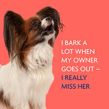 This barking occurs when your dog wants something, rather like a nagging child. Barking Dogs Solutions Dogkind Rspca