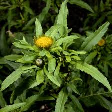 Image result for Bidens kilimandscharica