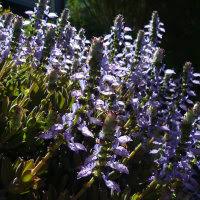 Image result for Coleus neochilus