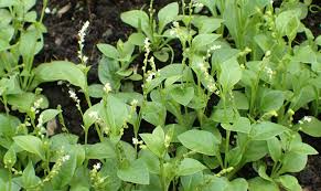 Image result for Emilia debilis