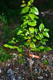 Image result for Gnidia goetzeana