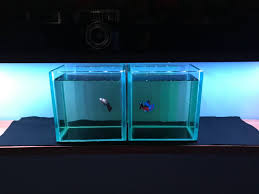 Negara atau wilayah yang memasok paling banyak adalah cina, india, dan pakistan, yang. Betta Tank Aquarium 5mm Pet Supplies Pet Accessories On Carousell