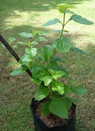 Image result for Platostoma