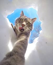Kopeklerin Efendisi Selfie Ustasi Kedi Cok Sirin Hayvanlar Kedi Esprileri Kedi
