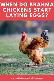 Naturally, chickens prefer perching throughout. When Do Brahma Chickens Start Laying Eggs Chicken Chicks Info